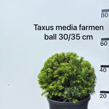 Taxus x media 'Farmen'