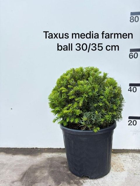 Taxus x media 'Farmen'