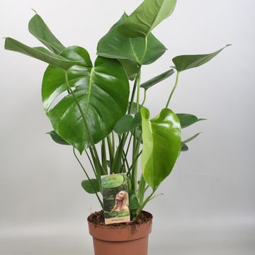 Monstera deliciosa