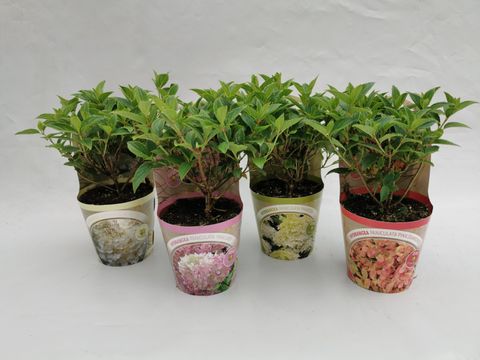 Hydrangea paniculata MIX