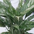 Spathiphyllum DIAMOND VARIEGATA
