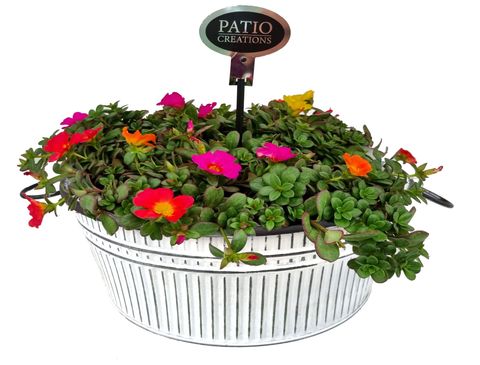 Portulaca MIX IN POT