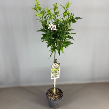 Hibiscus syriacus STARBURST CHIFFON