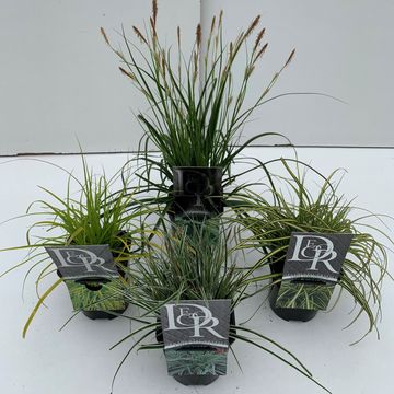 Carex MIX