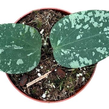 Hoya Sp Padang Sidempuan