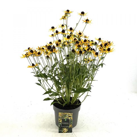 Rudbeckia fulgida 'Little Goldstar'