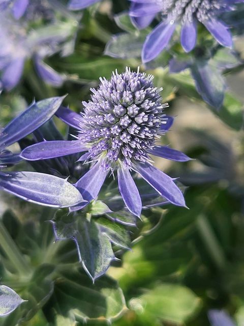 Eryngium planum GRUMPY