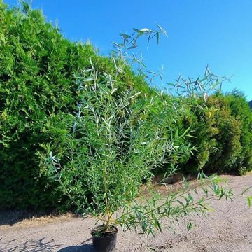 Salix viminalis