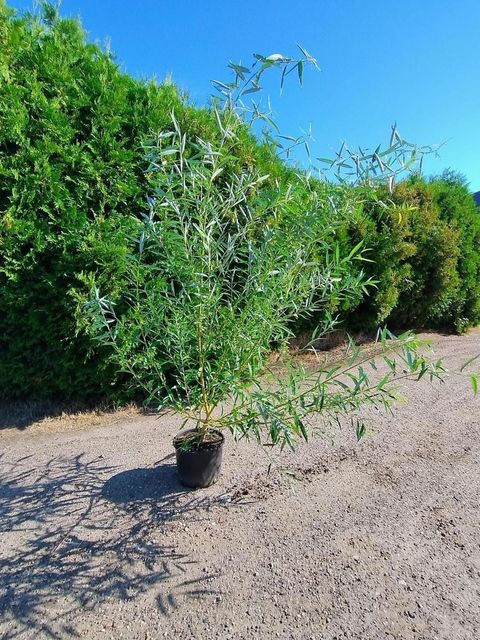 Salix viminalis