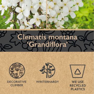 Clematis montana grandiflora (M)