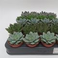 Echeveria MIX