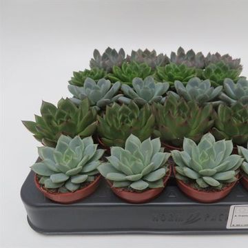 Echeveria MIX
