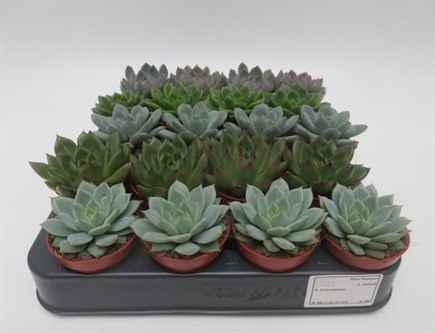 Echeveria MIX