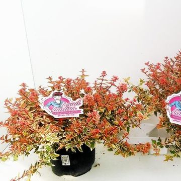 Abelia x grandiflora 'Lady Peach'