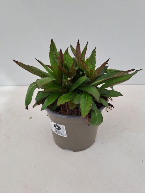 Lobelia x speciosa 'Fan Scarlet'