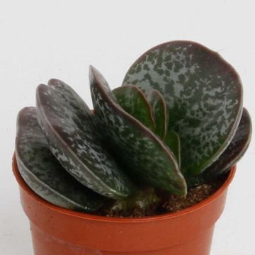 Adromischus cooperi