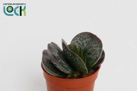 Adromischus cooperi