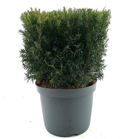 Taxus x media 'Groenland'
