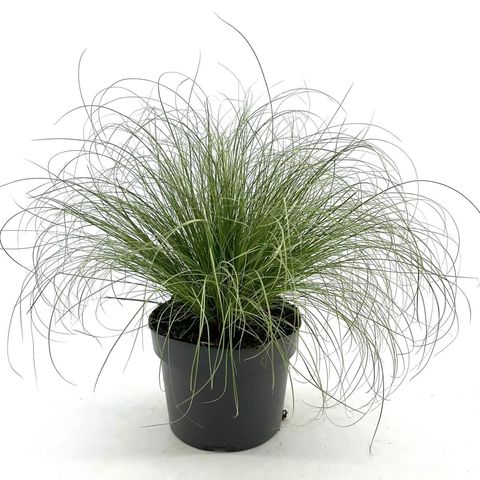 Carex comans 'Frosted Curls'