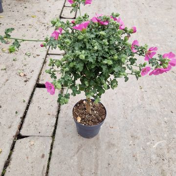 Anisodontea capensis