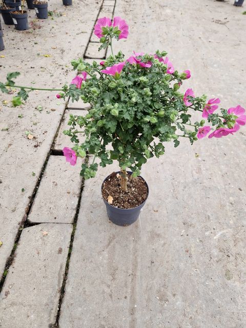 Anisodontea capensis