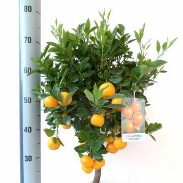 x Citrofortunella microcarpa