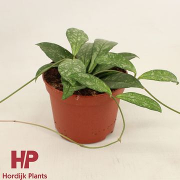 Hoya 'Crassipetiolata'