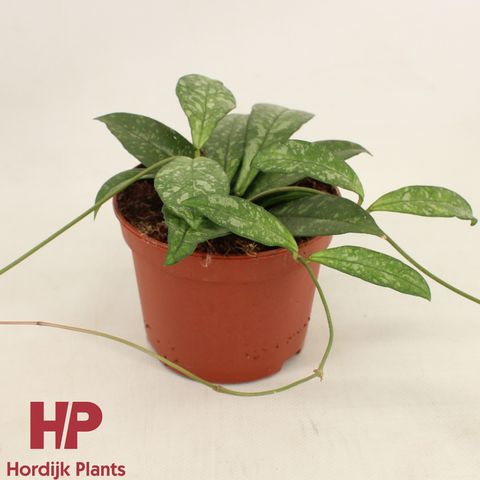 Hoya 'Crassipetiolata'