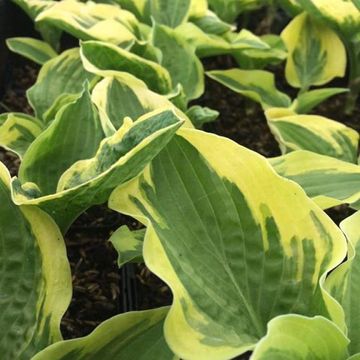 Hosta 'Wide Brim'