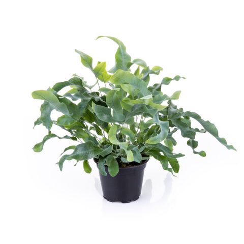 Phlebodium aureum — Plant Wholesale FlorAccess