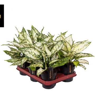 Aglaonema White Surprise