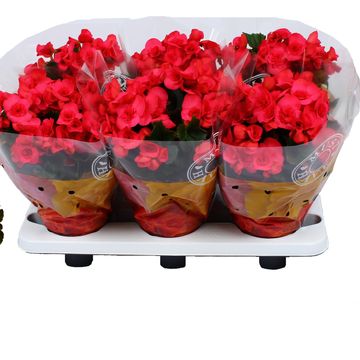 Begonia SERENA