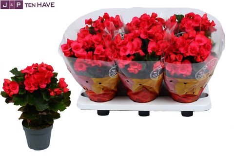 Begonia SERENA
