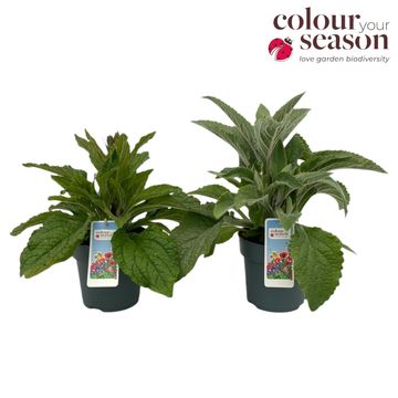 Digitalis purpurea LUCAS MIX