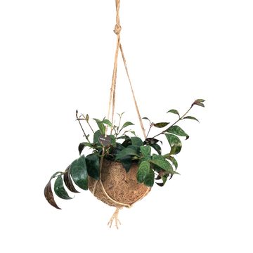 Aeschynanthus marmoratus