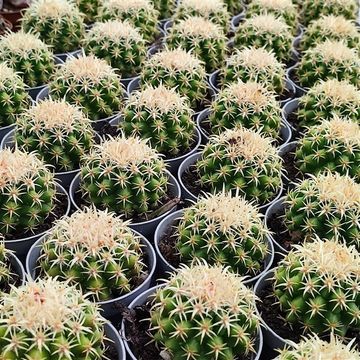 Echinocactus grusonii brevispinus