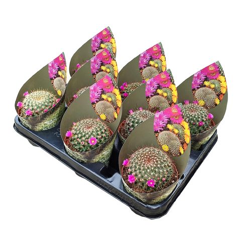 Mammillaria 'Ginsa Maru'