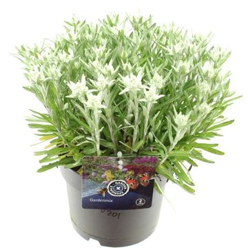 Leontopodium alpinum