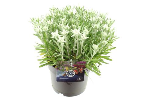 Leontopodium alpinum