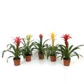 Guzmania SUBLIME MIX