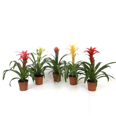 Guzmania SUBLIME MIX