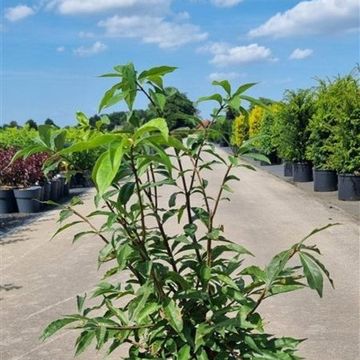 Euonymus alatus 'Blade Runner'