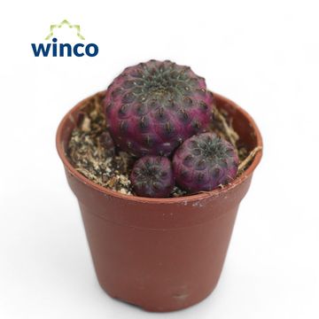 Sulcorebutia rauschii