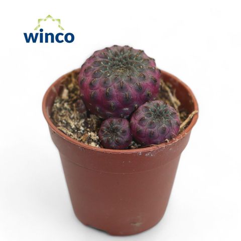Sulcorebutia rauschii