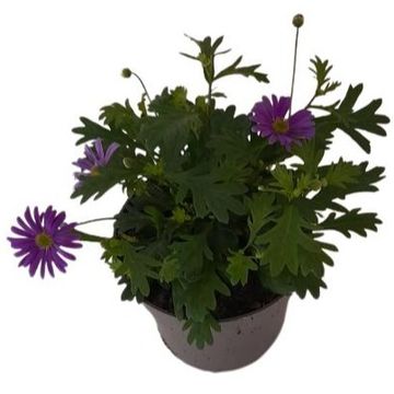 Brachyscome BRASCO VIOLET
