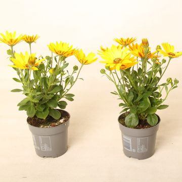 Osteospermum MARGARITA YELLOW