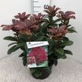 Rhododendron 'Moser's Maroon'