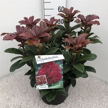 Rhododendron 'Moser's Maroon'