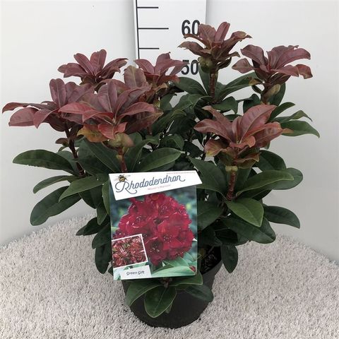 Rhododendron 'Moser's Maroon'
