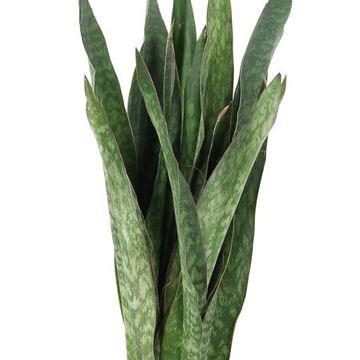 Sansevieria 'Sauvage'